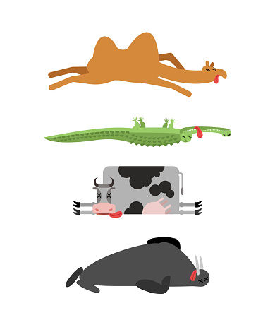 Dead animals set 4. Camel and crocodile. Cow and walrus. animal is death. Corpse of Beast