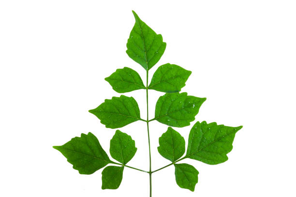 istock Green leaves on a white background. 686856156