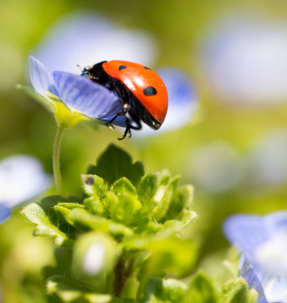 istock Ladybug on small blue flowers in nature 686859174