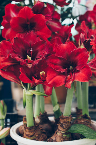 fiori di amaryllis rosso in vaso - amaryllis foto e immagini stock