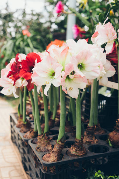 istock Red and white Amaryllis flowers in pot 686859730