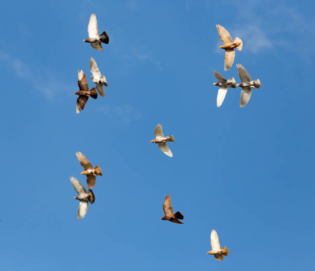 istock Flock of pigeons against the sky 686860146