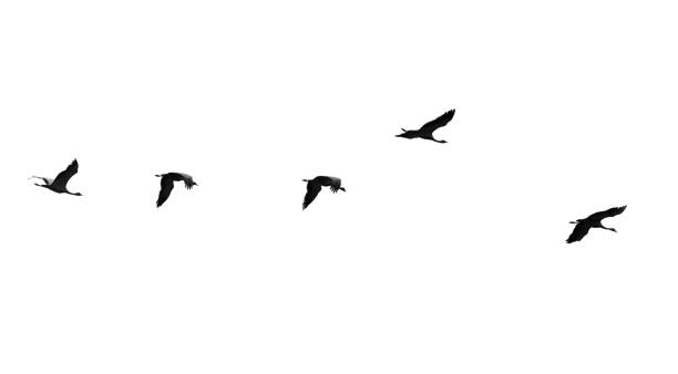 istock Flock of swans isolated on white background 686862940