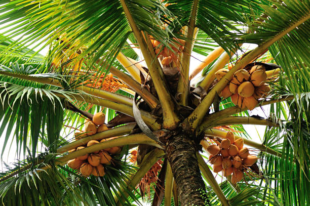istock king coconut fruits grow on tree 686863640