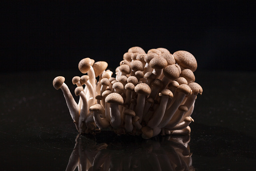 On a black background, all kinds of mushrooms