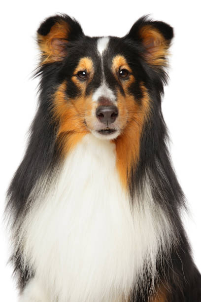 istock Shetland Sheepdog portrait 686872696
