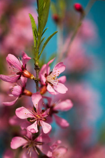 istock Spring flowering branches, pink flowers on a blue background 686876576