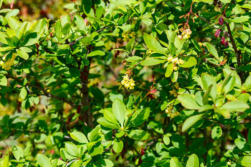 Barberry tree in spring