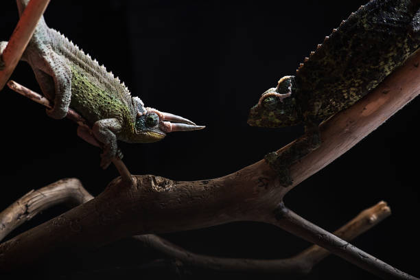 istock Trioceros jacksonii Chamaleon Couple on black background 686879400