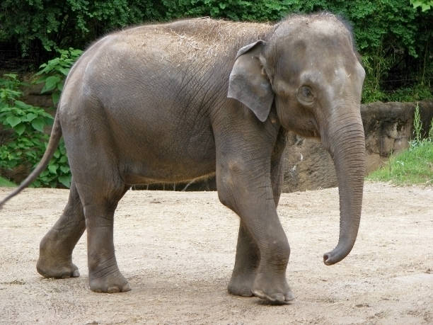 istock gray Indian baby elephant 686879650