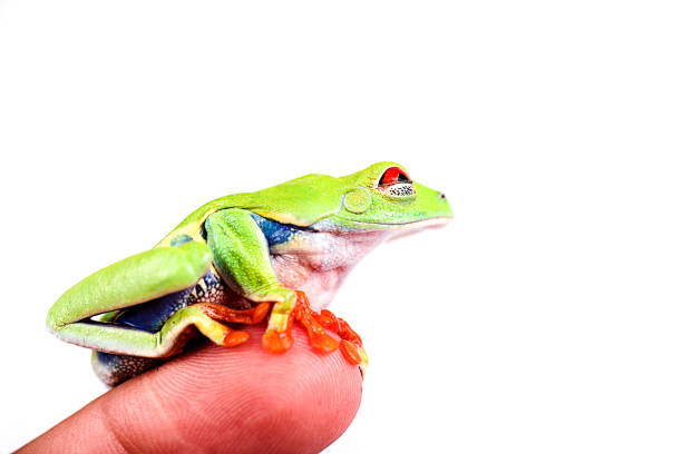 istock Red Eyed Tree Frog on isolated white background 686880000