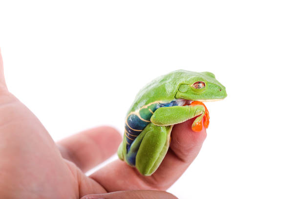 istock Red Eyed Tree Frog on isolated white background 686880006