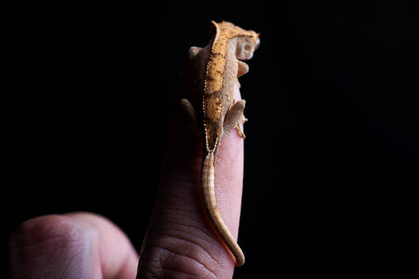 istock Baby crested gecko on hand black background 686882708