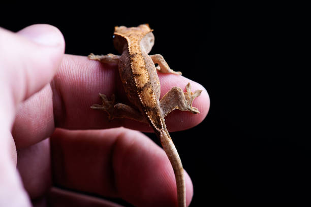 istock Baby crested gecko on hand black background 686882712