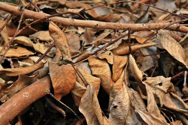istock Dead leaves stacked on the floor. 686886126