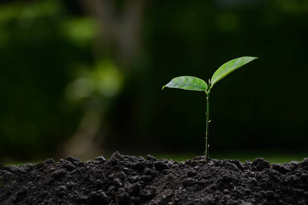 Young plant in the morning light on nature background
