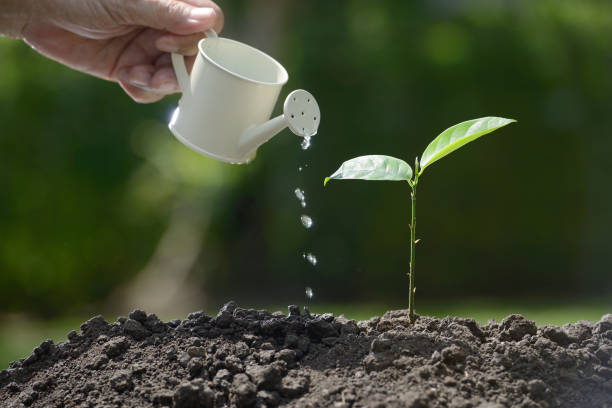 istock Sprout watered from a watering can on nature background 686890226