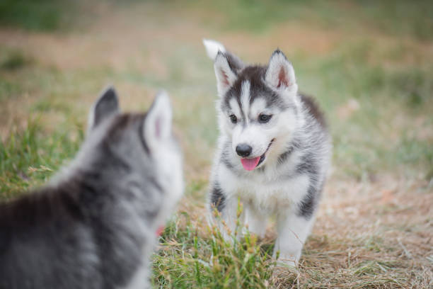 istock siberian husky puppies playing on green grass 686890238