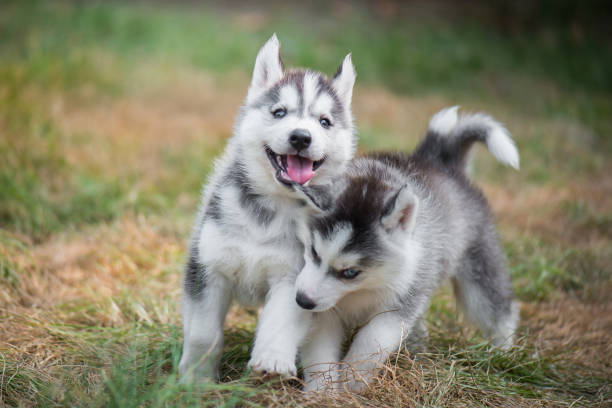 istock siberian husky puppies playing on green grass 686890240