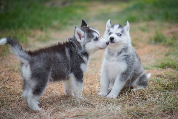 istock siberian husky puppies playing on green grass 686890242