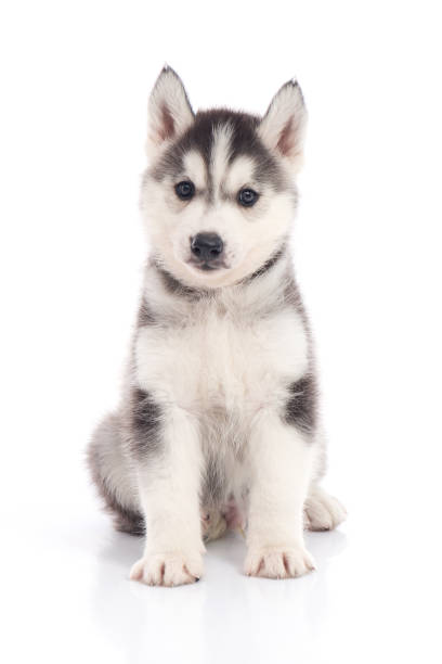 istock siberian husky puppy sitting on white background 686890250