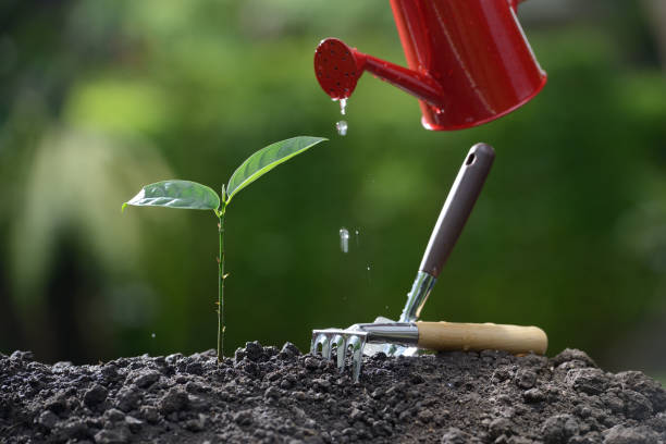 istock Sprout watered from a watering can on nature background 686890352