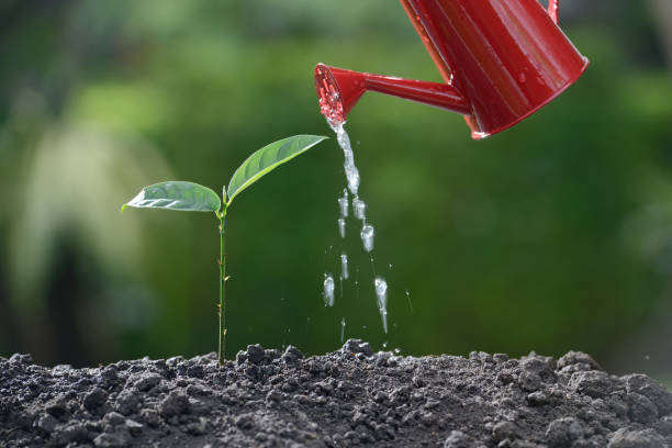 istock Sprout watered from a watering can on nature background 686890356