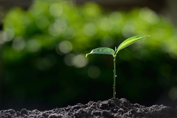 istock Young plant in the morning light on nature background 686890410
