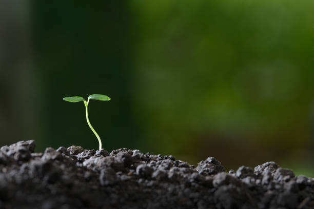 istock Young plant in the morning light on nature background 686890440