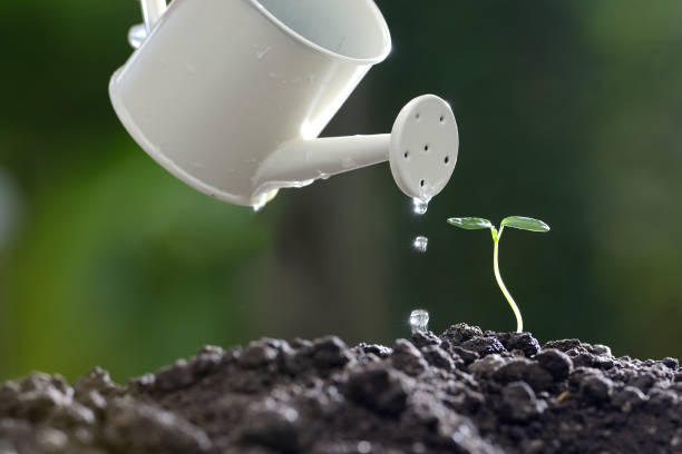 istock Sprout watered from a watering can on nature background 686890452