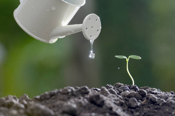 istock Sprout watered from a watering can on nature background 686890458