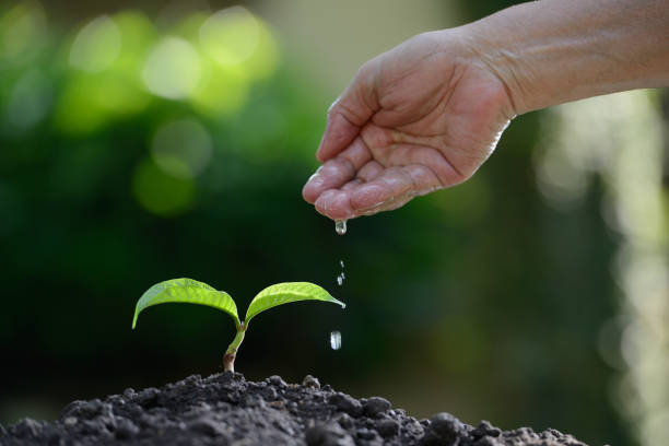 istock Hand watering a young plant on nature background 686892600