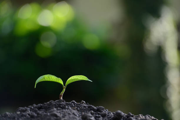 istock Young plant in the morning light on nature background 686892606