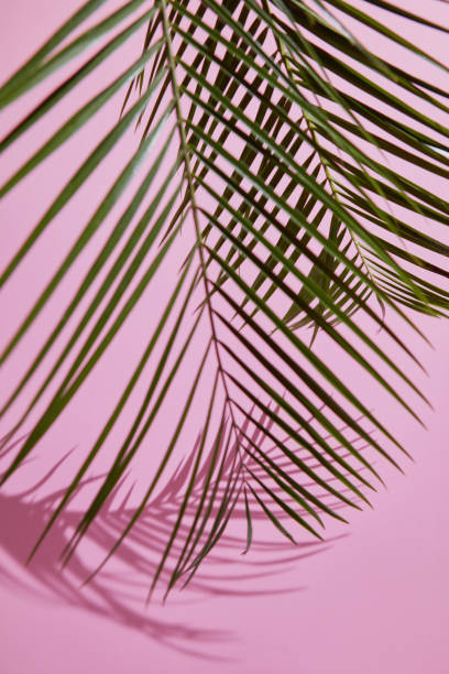 istock Green leaves on pink background 686893428