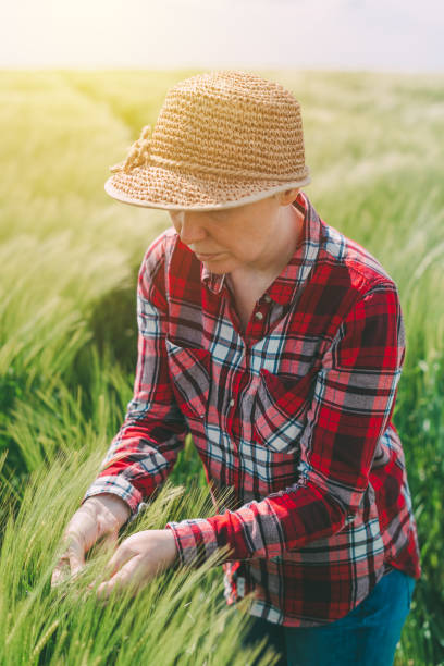 istock Female farmer examining wheat ears in field 686895800