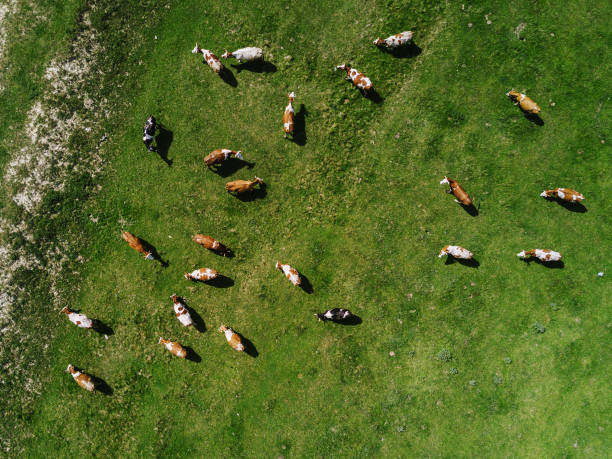 istock Aerial view of cows herd grazing on pasture field 686895972