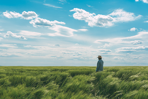 Farmer walking through a green wheat field on windy spring day and examining cereal crops