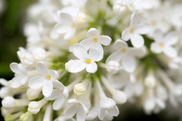 istock White flowers of lilac on nature 686896304