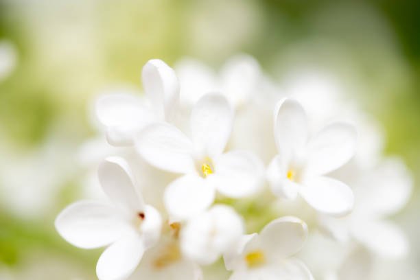 istock White flowers of lilac on nature 686896352