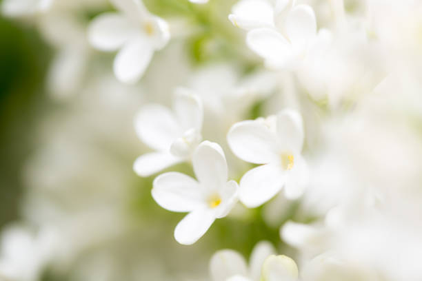 istock White flowers of lilac on nature 686896672