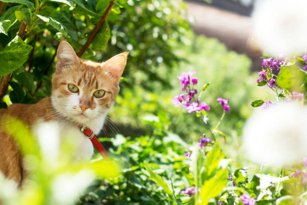 istock Cute white-red cat in a red collar on the garden 686900118