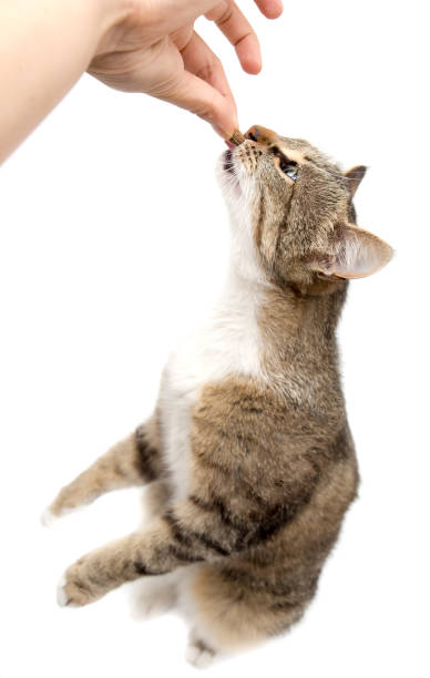 istock Man is feeding with a cat's hand on a white background 686900812