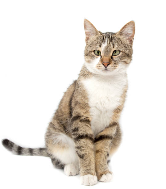 istock Portrait of a cat on a white background 686900898