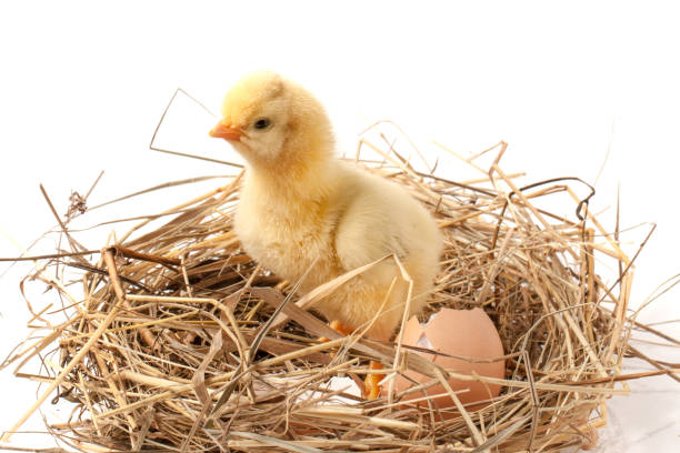 istock baby chicken with broken eggshell in the straw nest on white background 686911364