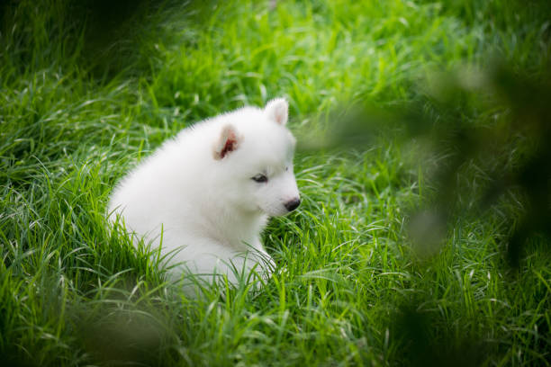 istock siberian husky puppy playing on green grass 686912104