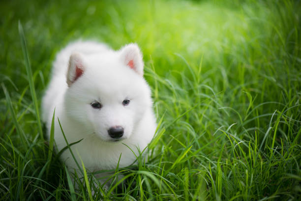 istock siberian husky puppy playing on green grass 686912144