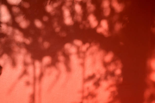 istock Shadow of tree and leave on red wall 686912732
