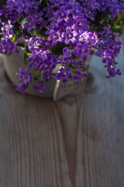 istock Bellflowers is in the grey pot 686918722