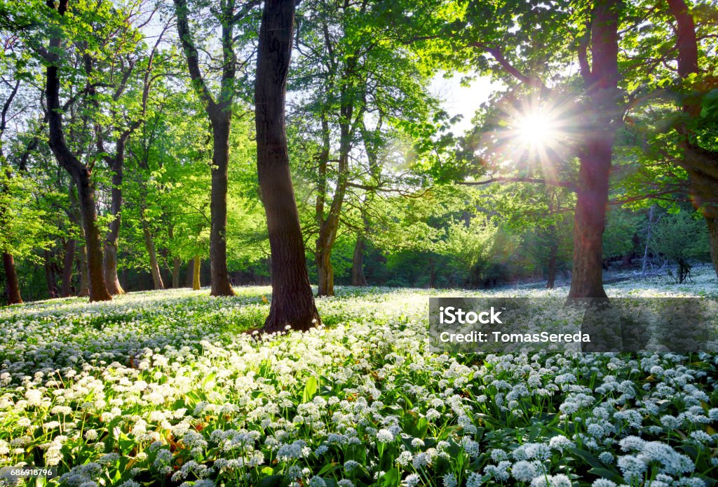 Sun in green forest with wild garlic Flower Stock Photo