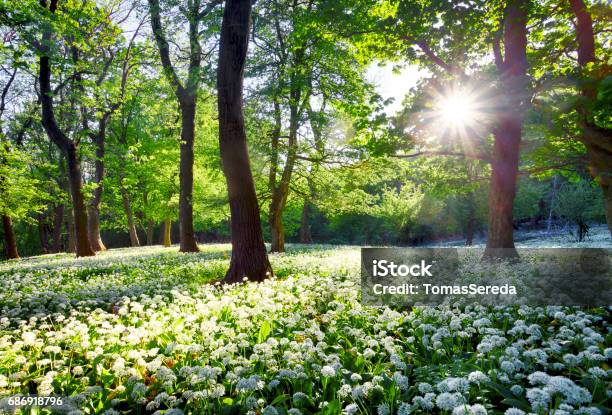 Sun In Green Forest With Wild Garlic Stock Photo - Download Image Now - Flower, Forest, Springtime